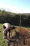 James plants a Medlar