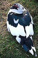 Nigel , a depressed Muscovy