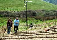 Dick and James survey the vineyard